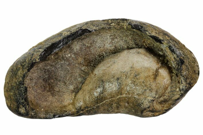 Fossil Whale Ear Bone - Miocene #109257